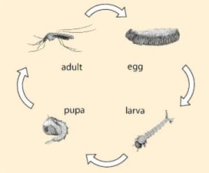 Mosquito Life Cycle